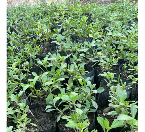 Tiqui Tiqui 🌱 | Pack 10 Unidades