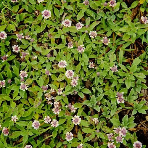 Tiqui Tiqui 🌱 | Pack 50 Unidades