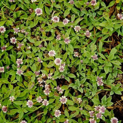 Tiqui Tiqui 🌱 | Pack 50 Unidades