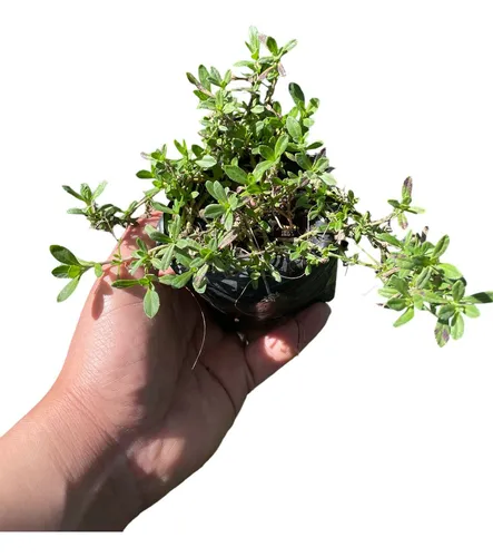 Tiqui Tiqui 🌱 | Pack 100 Unidades
