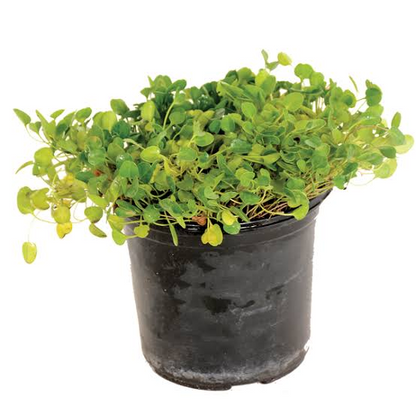Falkia Repens | Pack 50 unidades